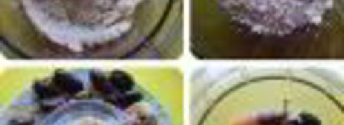 нутовые конфетки. Шаг 2