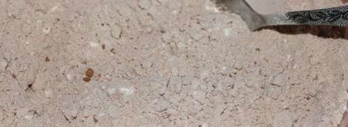 пироженое с заварным кремом. Шаг 4