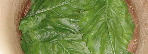 голубцы в лахане с двумя соусами. Шаг 10