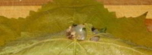 постная долма. Шаг 9