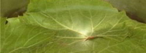 постная долма. Шаг 10