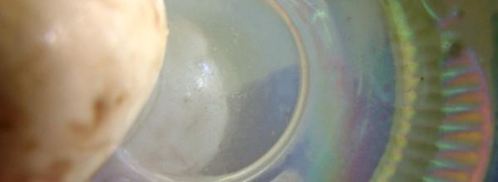 шампиньоны с эстрагоном. Шаг 4