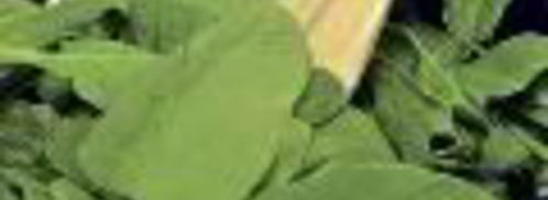 фаршированное седло кролика. Шаг 2