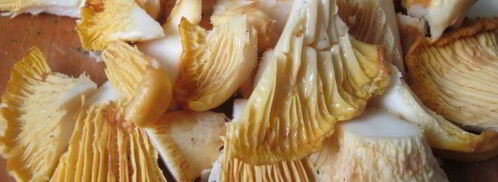 куриная печень с лисичками в сметанном соусе. Шаг 2