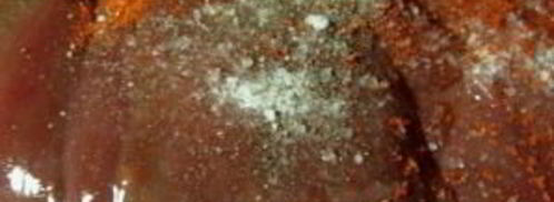 печень в пиве. Шаг 2