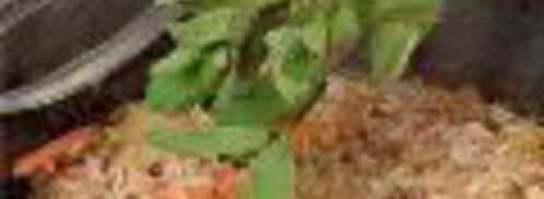 плов с морковью и сухофруктами. Шаг 6