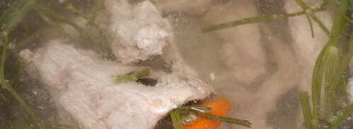 ризотто с кроликом. Шаг 2