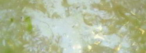 ризотто с миндалем. Шаг 4