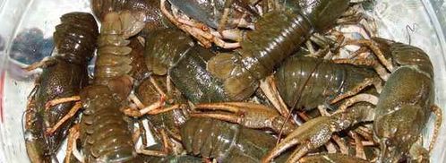 раки в вине. Шаг 5