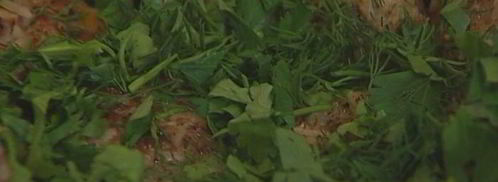 мясные тефтельки с рисом и зеленью. Шаг 11