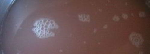 каша из красной чечевицы. Шаг 2