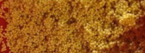 пшеничная каша с соевым мясом и овощами. Шаг 4