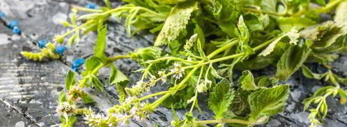 чай из зверобоя. Шаг 6