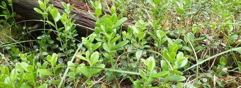 копорский чай с травами. Шаг 2