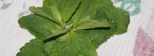 марокканский мятный чай. Шаг 7