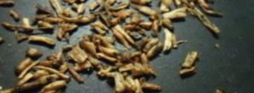 кофе из корней одуванчика. Шаг 2