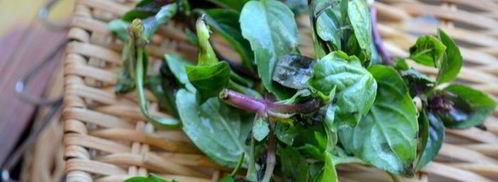 коктейль свекольно-томатный с сельдереем, базиликом и авокадо. Шаг 5