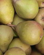 Самогон из груш