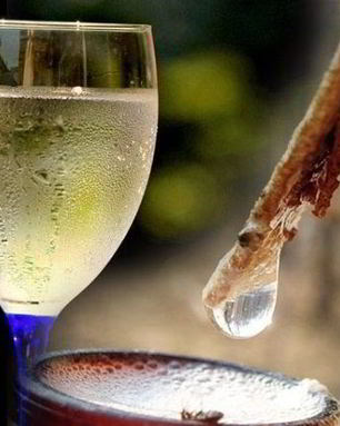 Вино из березового сока