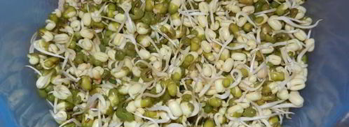 тергум-ча — салат из пророщенного маша. Шаг 2