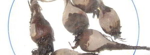 борщ холодный с креветками. Шаг 3