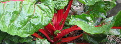 зеленый борщ. Шаг 3