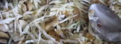 грибная солянка с капустой. Шаг 5