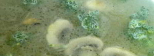 сырный суп с шампиньонами и брокколи. Шаг 5