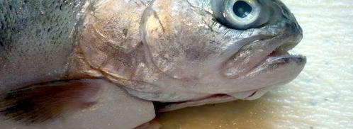 средиземноморская уха с гриссини жил отважный капитан. Шаг 2