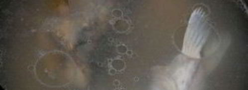 уха архиерейская. Шаг 4