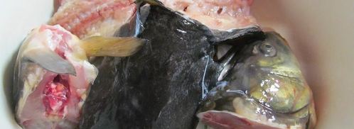 уха из речной рыбы. Шаг 2