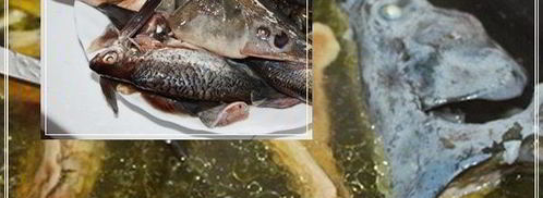 уха по-царски из петуха. Шаг 25