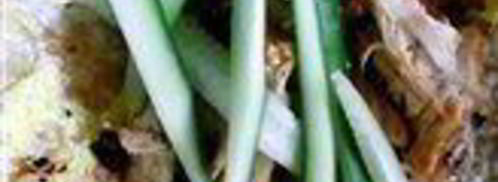 китайский блинчик с начинкой. Шаг 14