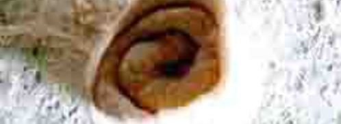 китайский блинчик с начинкой. Шаг 4