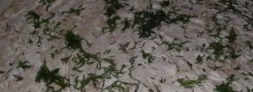 лаваш с грибами и сыром. Шаг 3