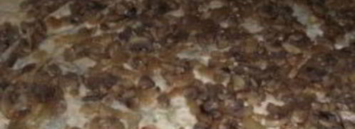 лаваш с грибами и сыром. Шаг 4