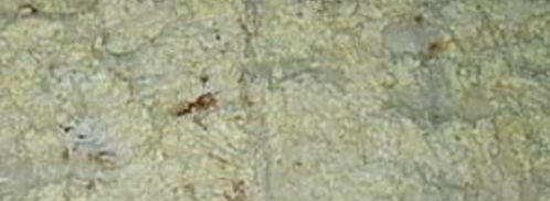 лаваш с консервой. Шаг 5