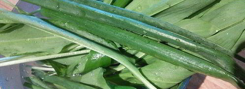 слоеные лепешки на топленом масле с сезонной зеленью. Шаг 5