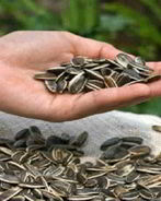 Быстрый пирог к чаю