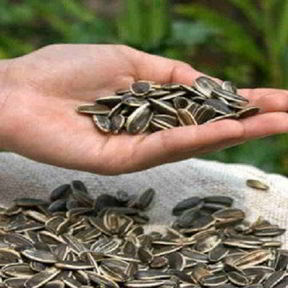 Быстрые пироги