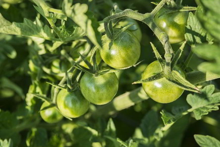 Рецепт икры иза зеленых помидора