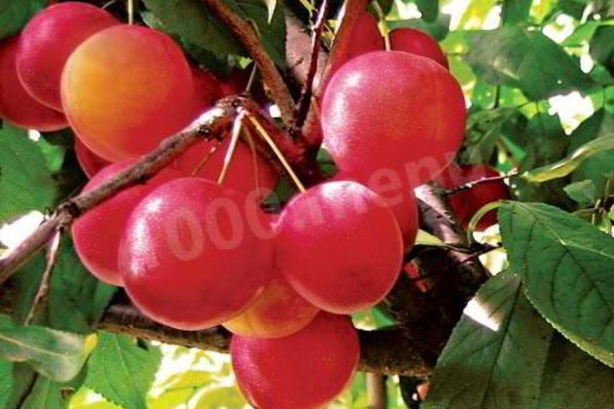 Рецепт алычового компота из алычи на зиму