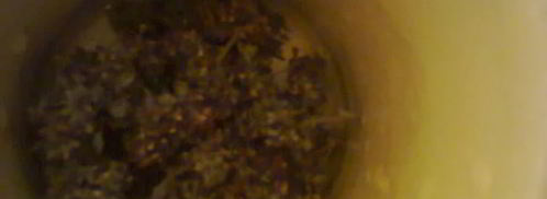 компот из фейхоа с орегано. Шаг 3