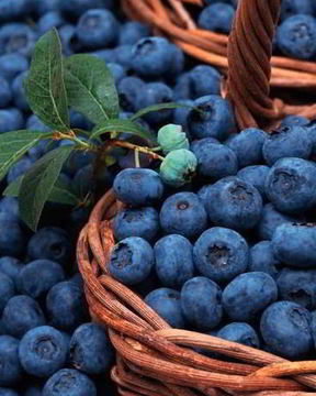 Компот из голубики на зиму