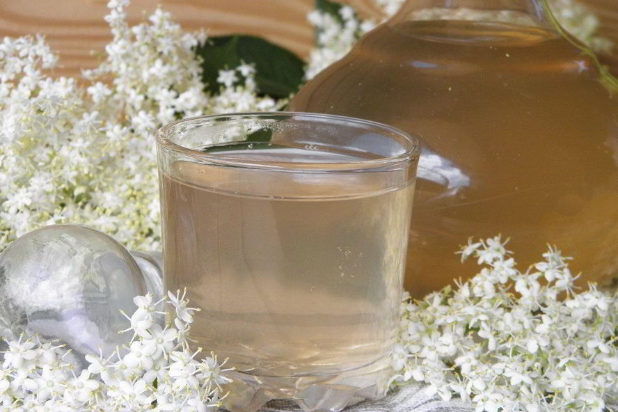 Рецепт компота из цветков бузины