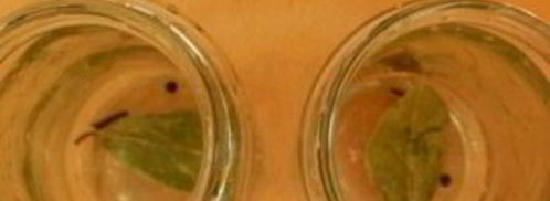 маринованная капуста с лимонной кислотой на зиму. Шаг 4