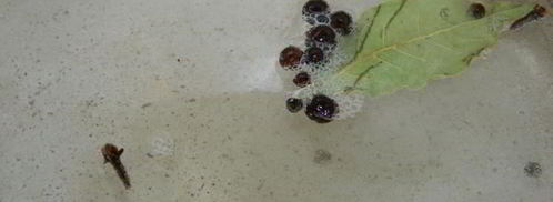 маринованные грибы. Шаг 3