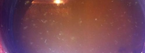 маринованные маслята. Шаг 5