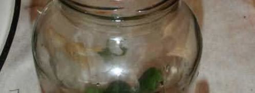 маринованные огурчики. Шаг 32