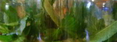 патиссоны, маринованные на зиму. Шаг 2